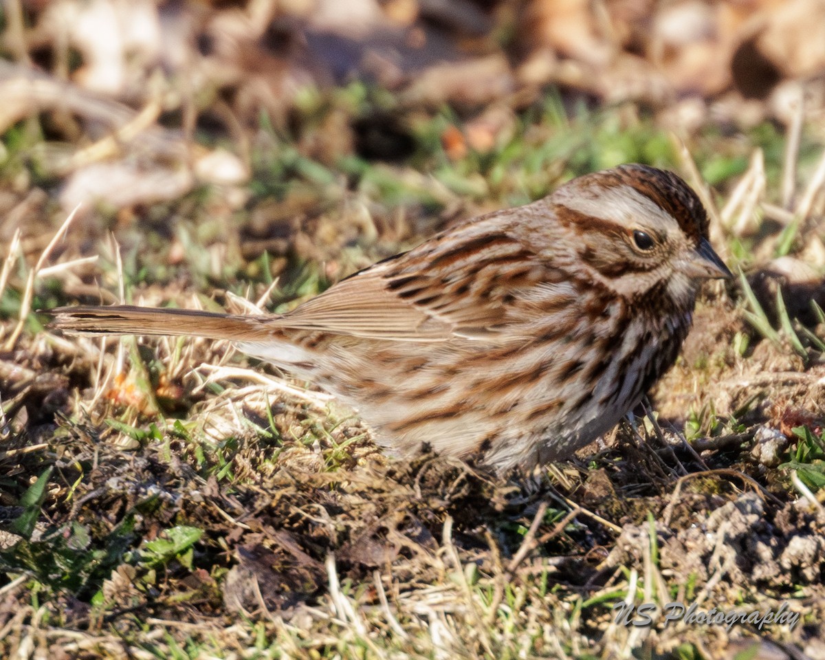 Song Sparrow - ML615937451