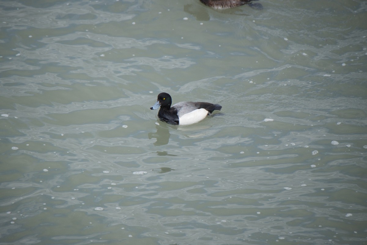 Greater Scaup - ML615937460