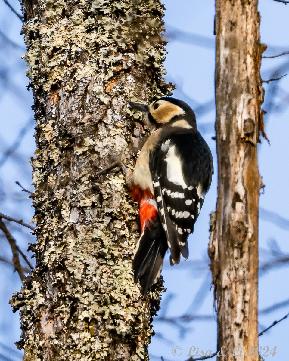 Great Spotted Woodpecker (japonicus) - ML615937463