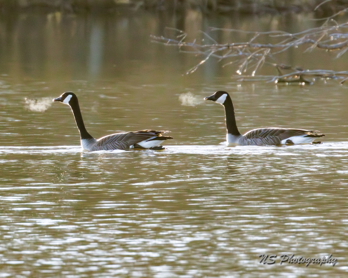 Canada Goose - ML615937464