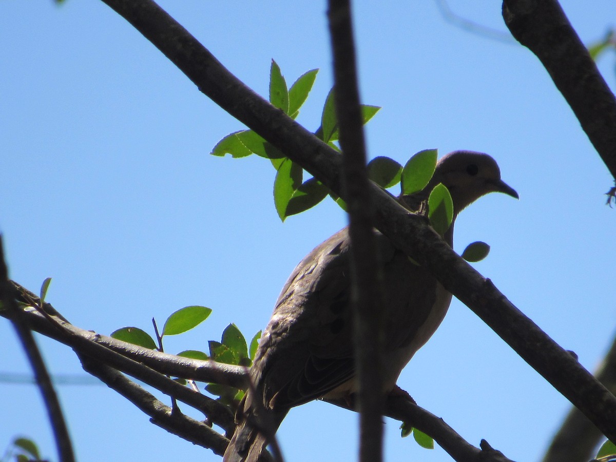 Eared Dove - ML615937466