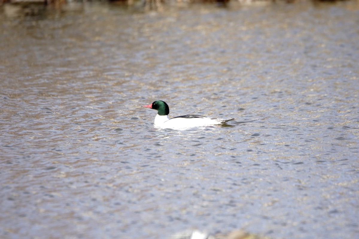 Common Merganser - ML615937469