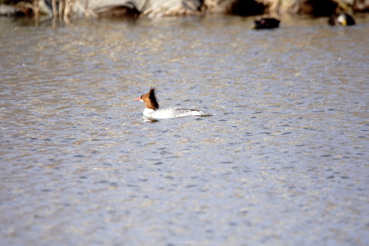 Common Merganser - ML615937471