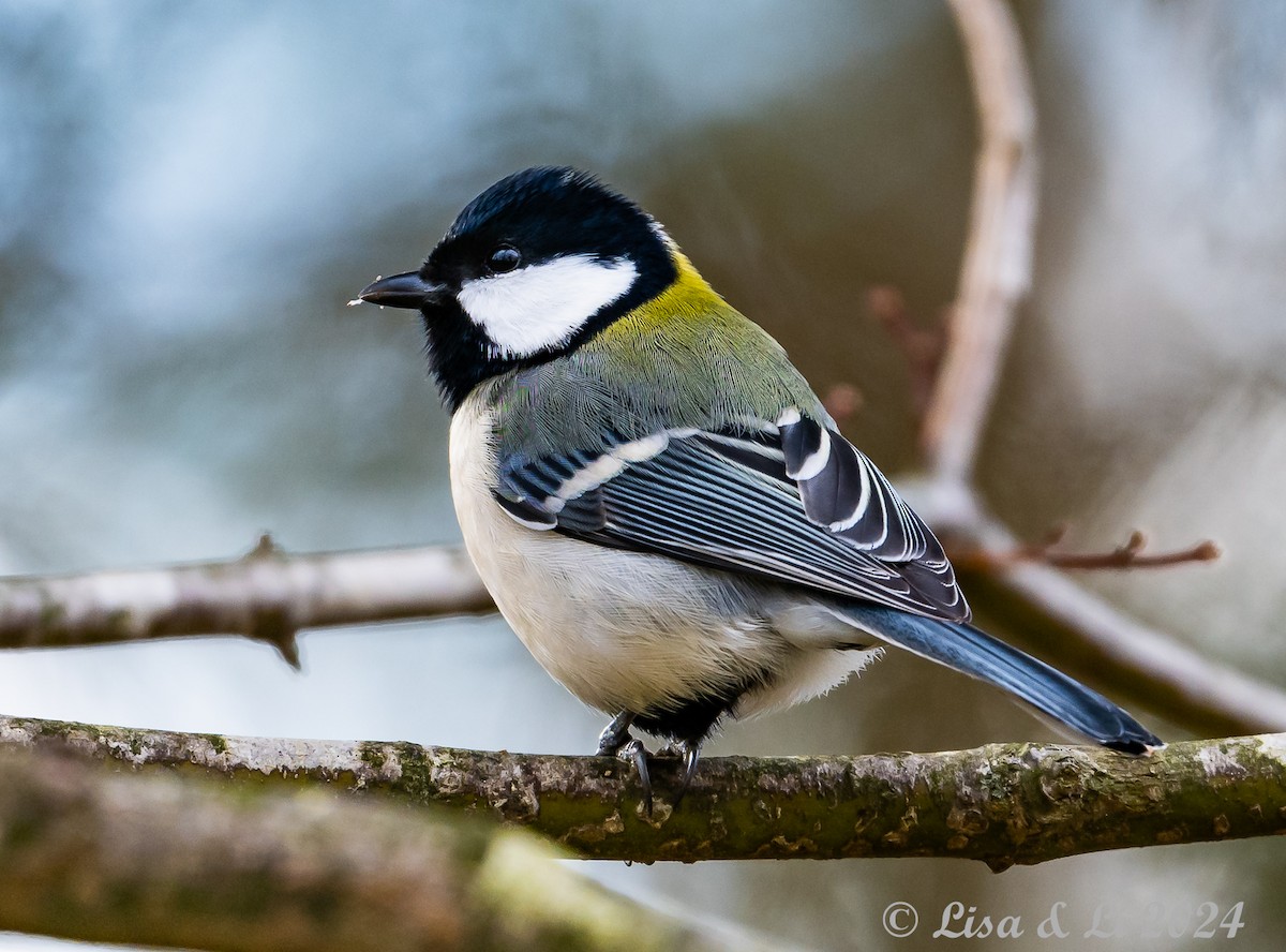 Japanese Tit - Lisa & Li Li