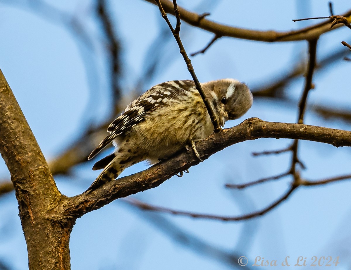 Japanese Pygmy Woodpecker - ML615937495