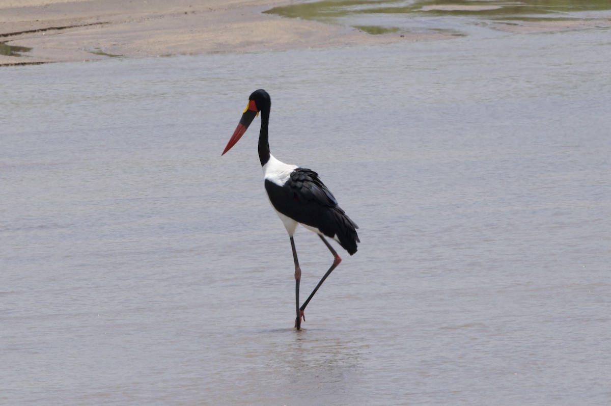 Saddle-billed Stork - ML615937516