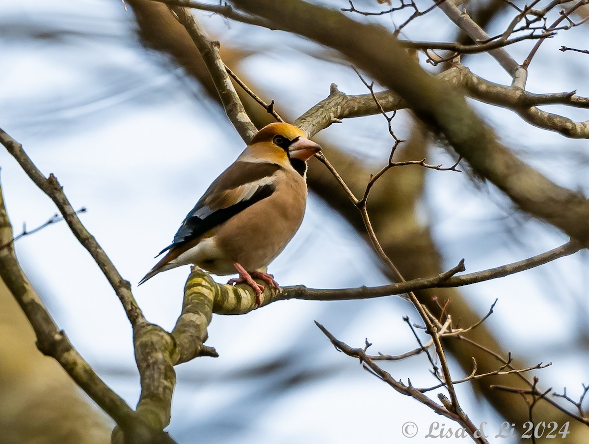 Hawfinch - ML615937517