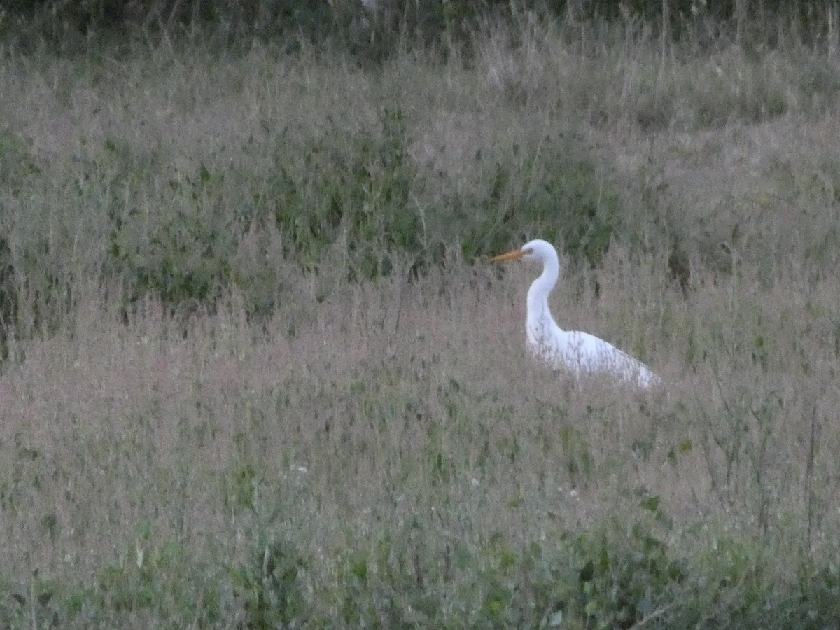 Plumed Egret - ML615937518