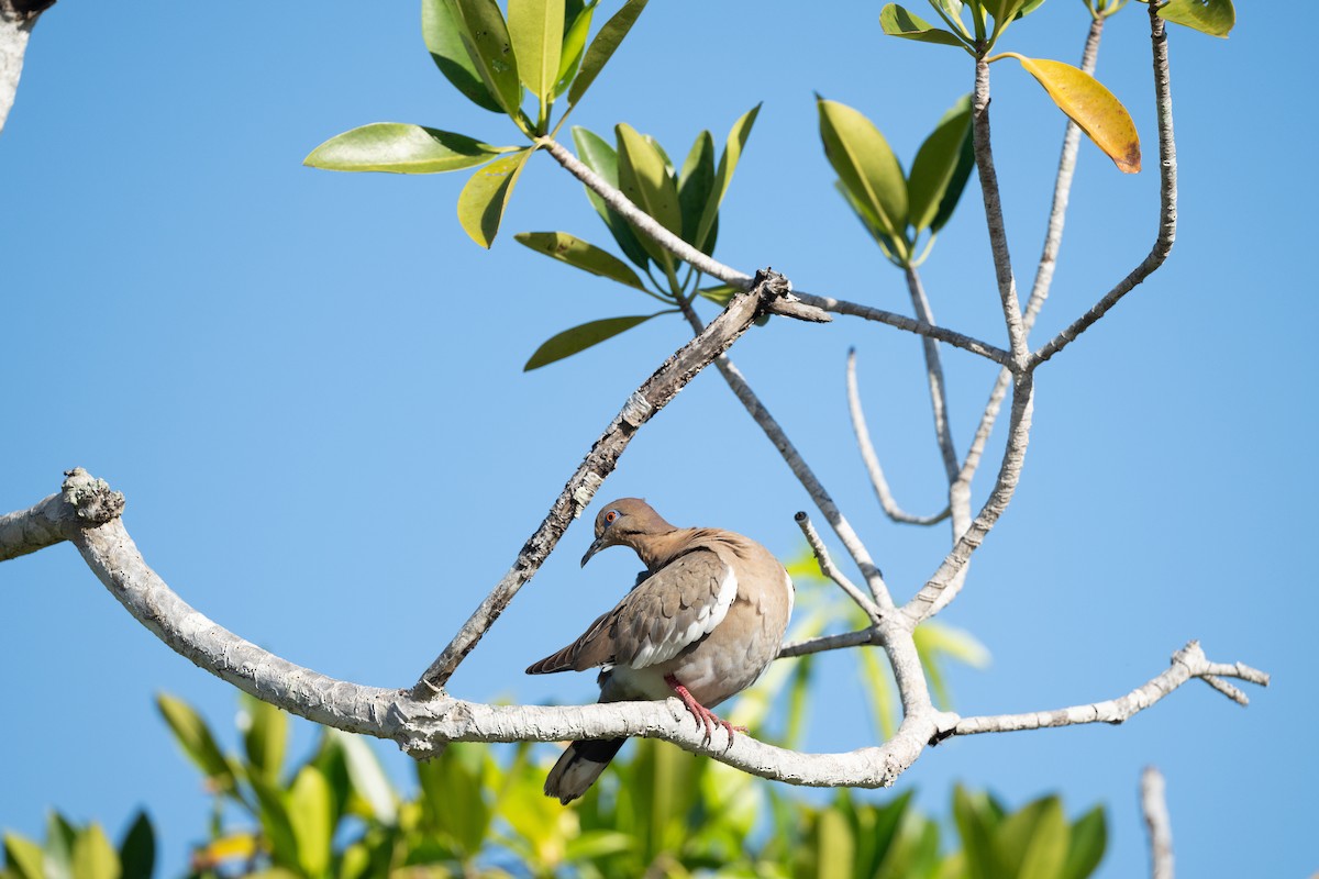 White-winged Dove - ML615937540