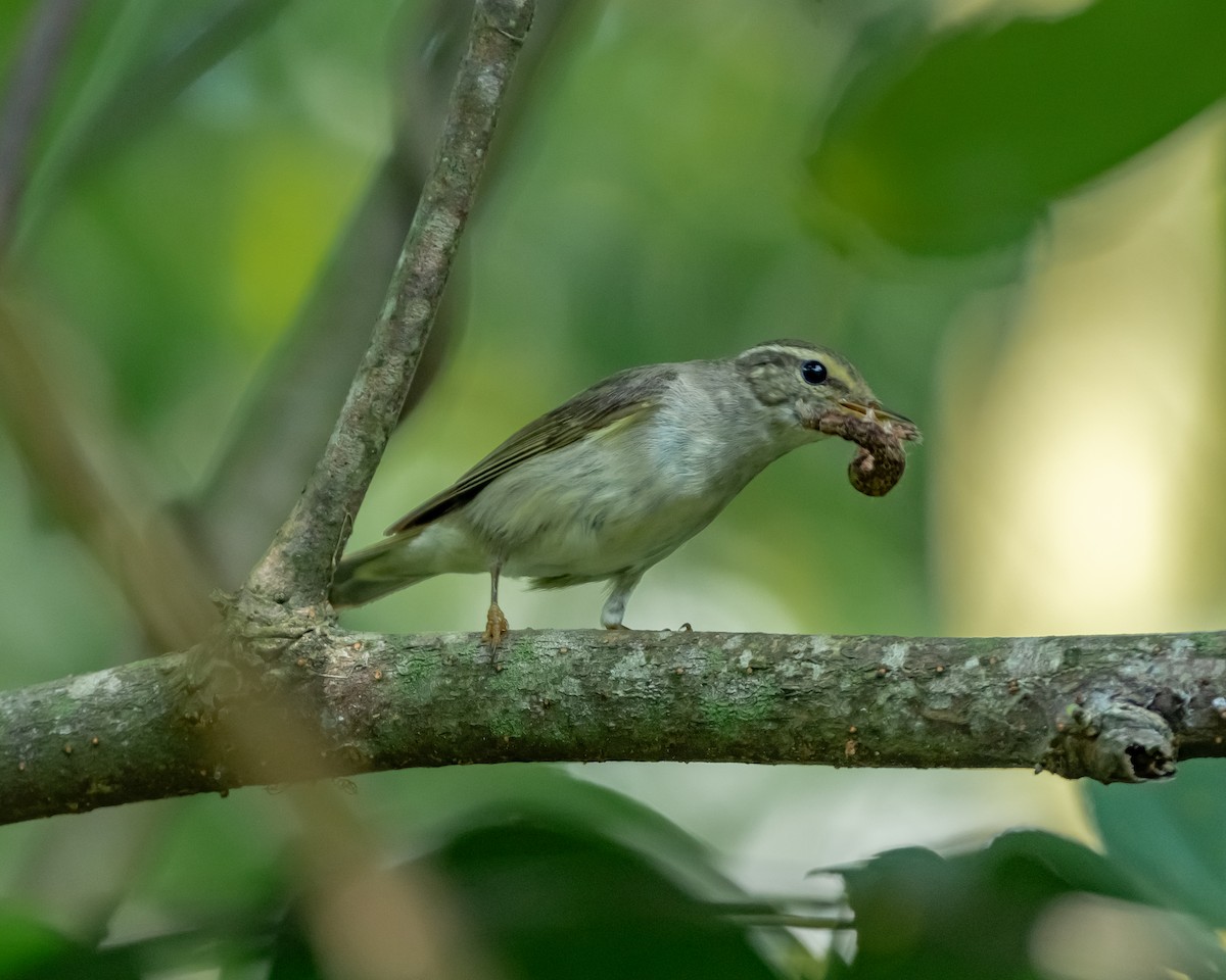 Eastern Crowned Warbler - ML615937545