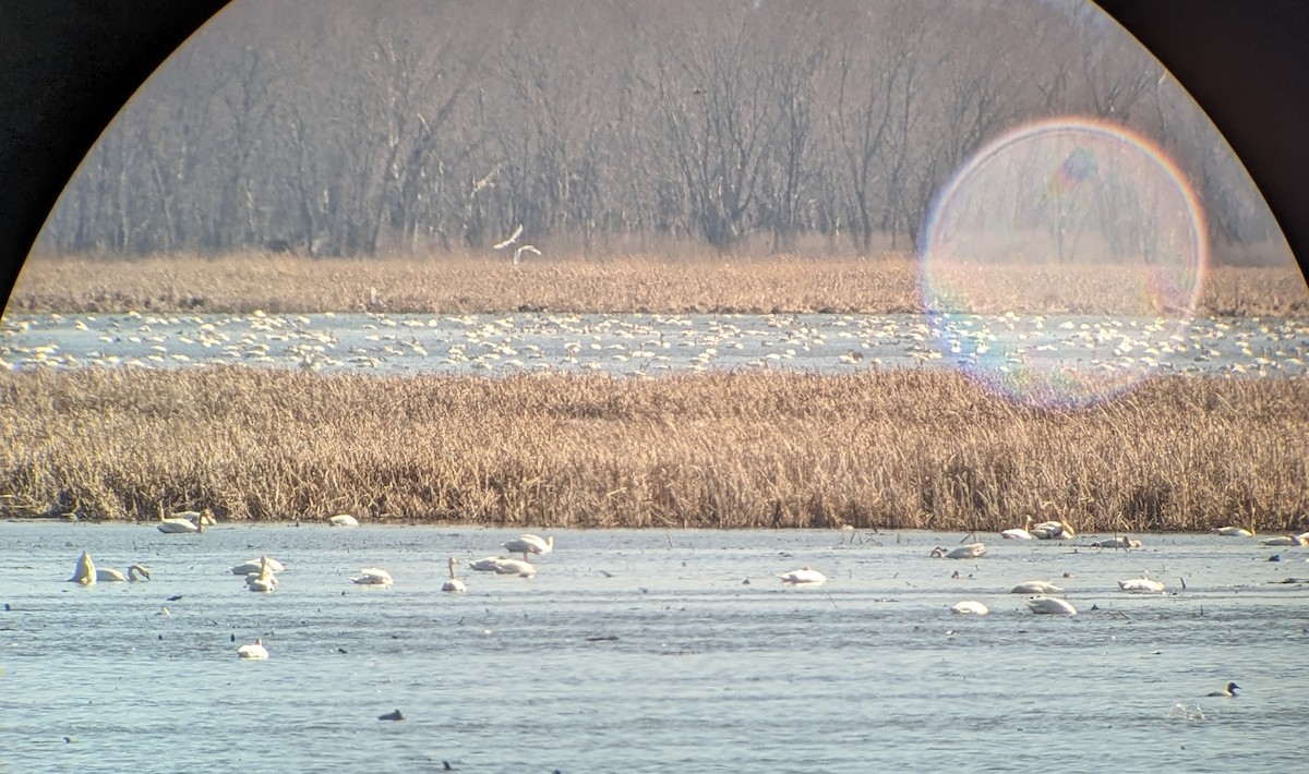 Trumpeter/Tundra Swan - ML615937547