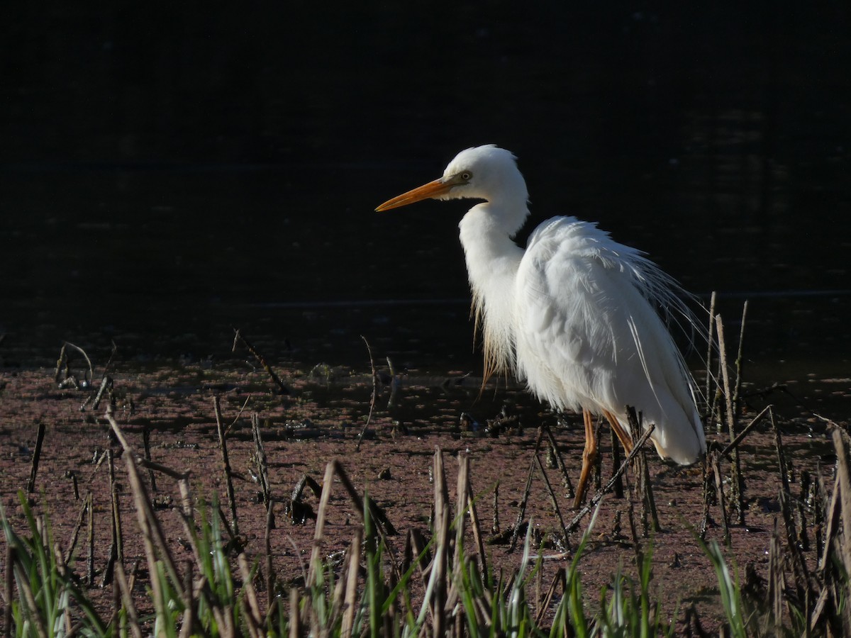 Plumed Egret - Eneko Azkue