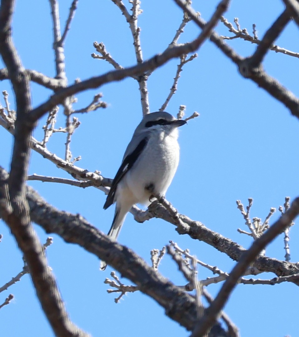 Northern Shrike - ML615937573