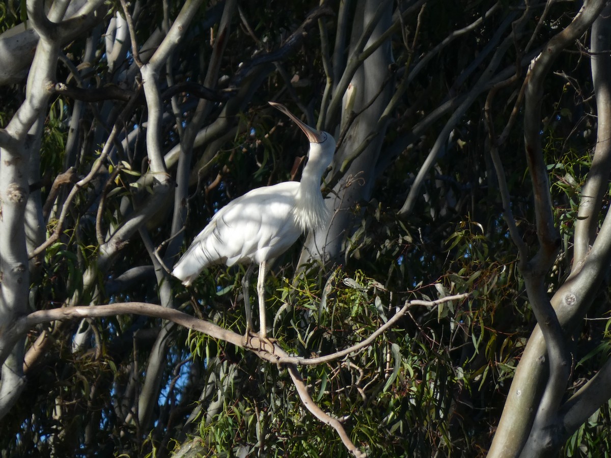 Yellow-billed Spoonbill - ML615937596