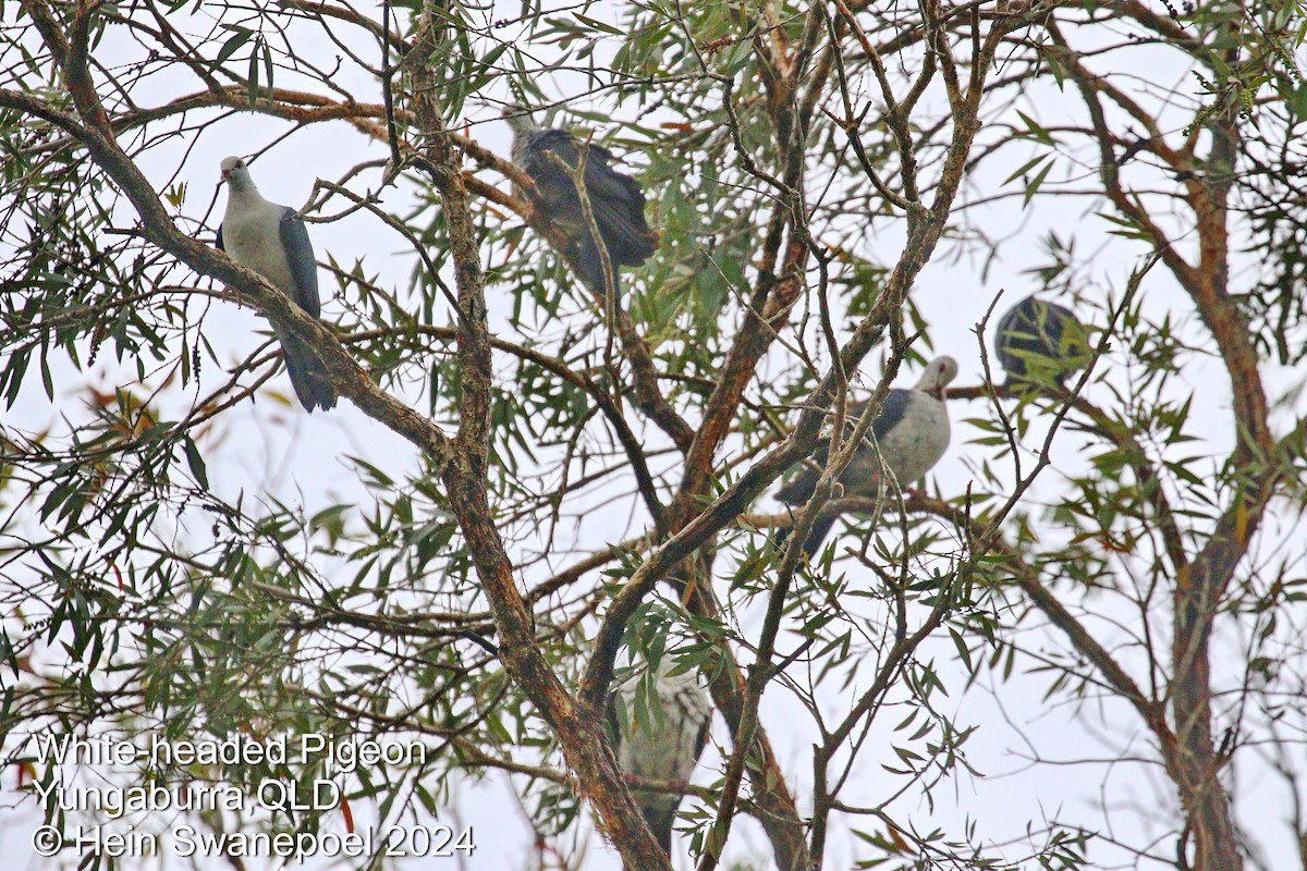 White-headed Pigeon - ML615937599