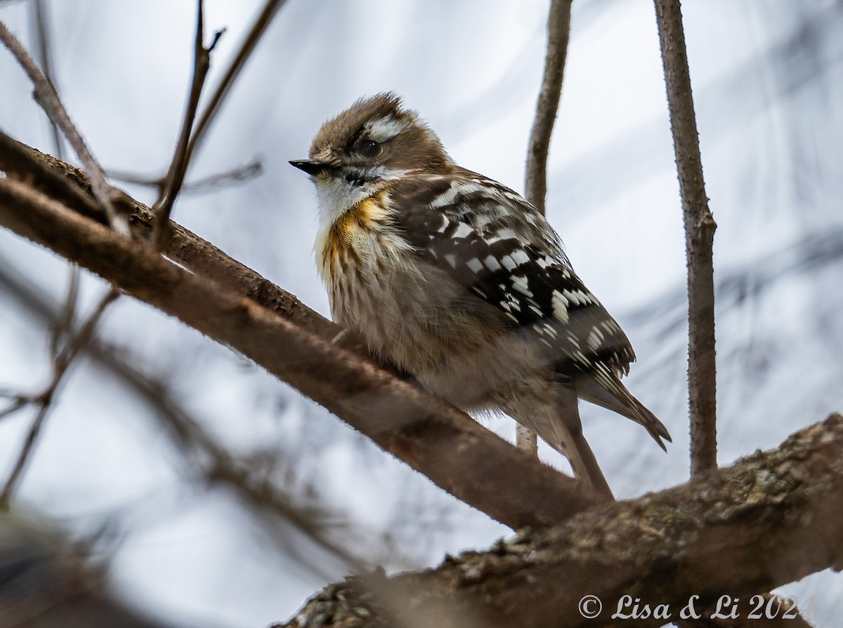 Japanese Pygmy Woodpecker - ML615937605