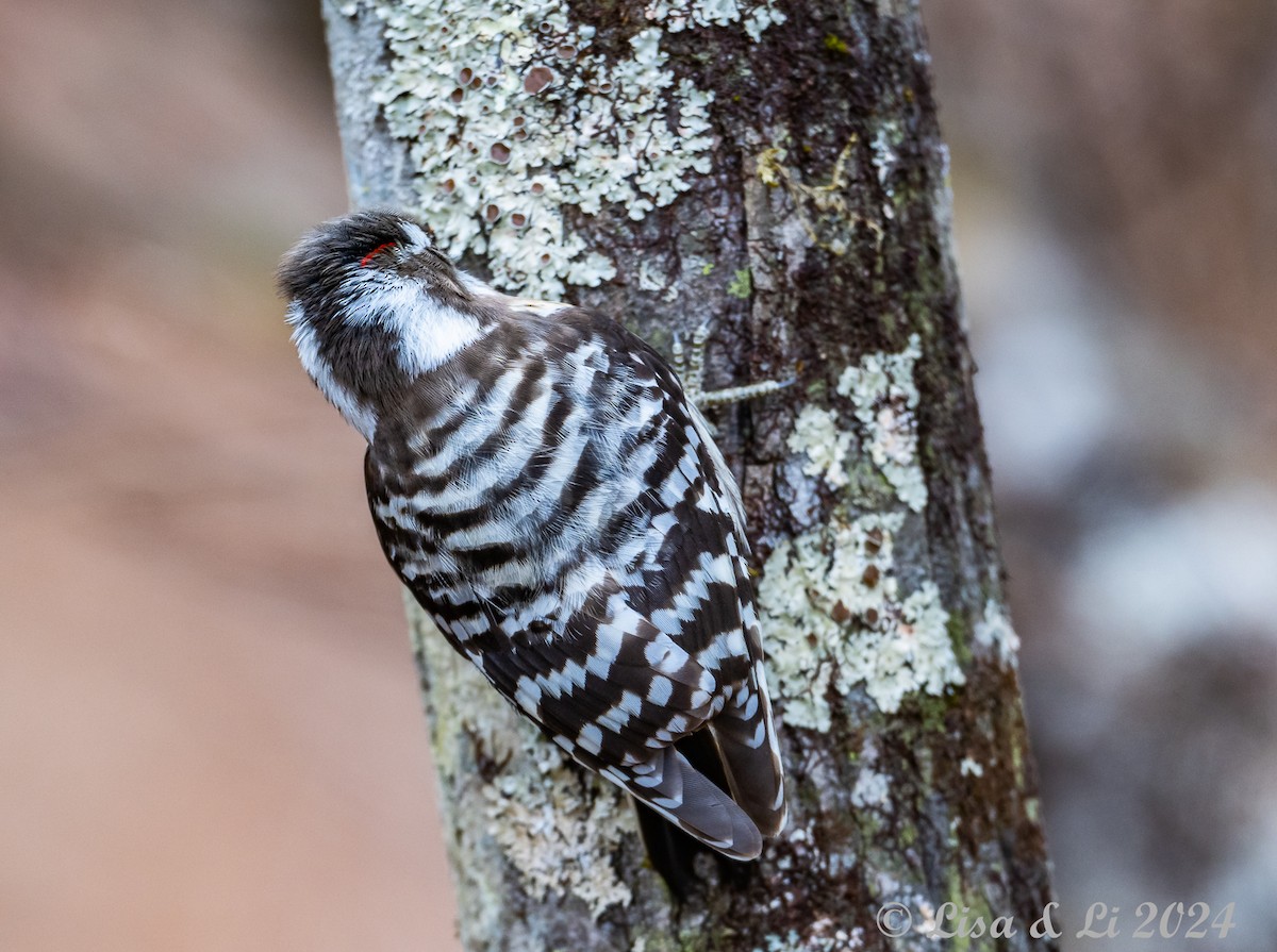 Japanese Pygmy Woodpecker - ML615937606