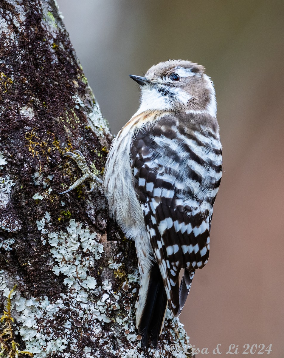 Japanese Pygmy Woodpecker - ML615937607