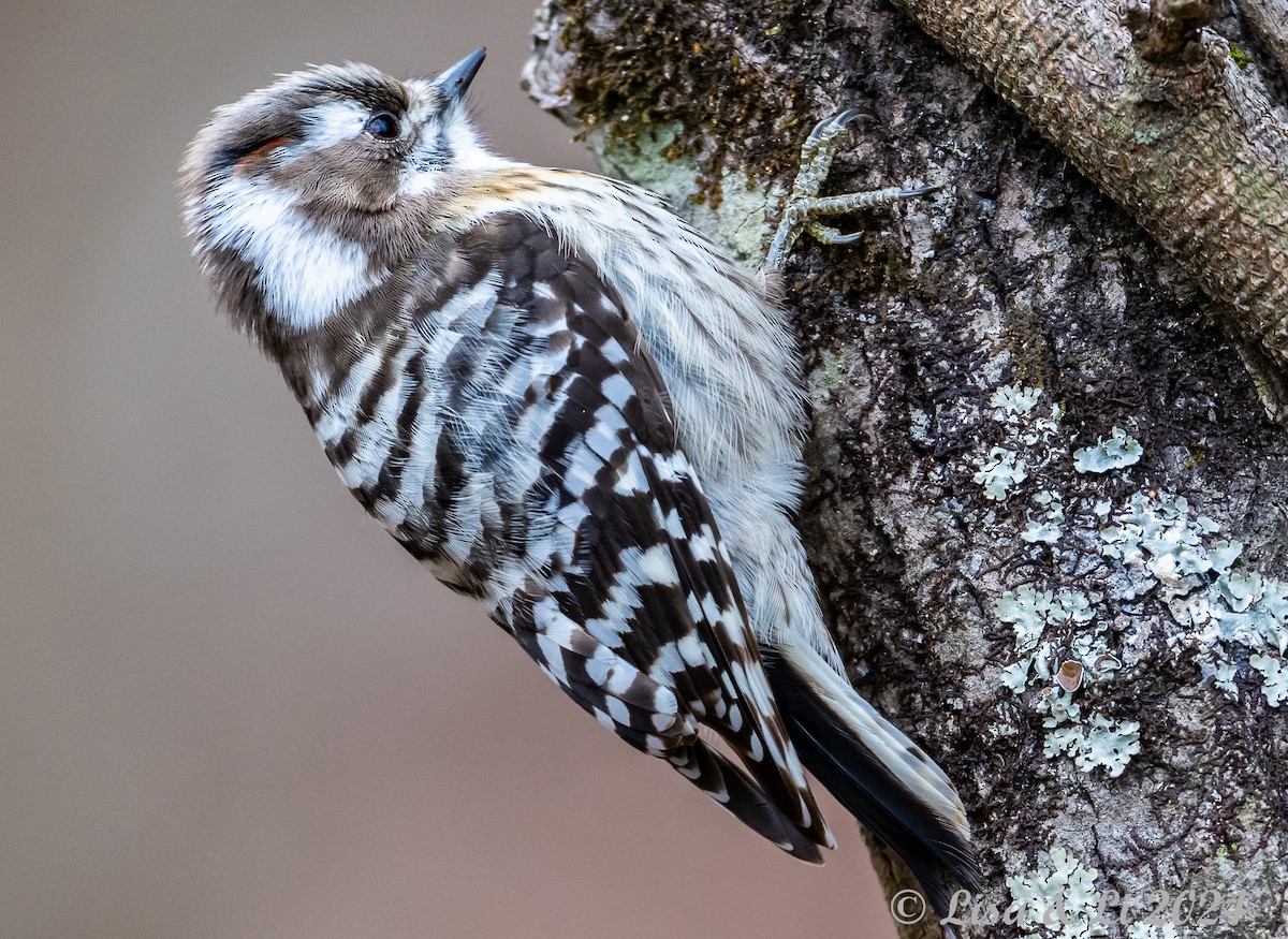 Japanese Pygmy Woodpecker - ML615937608