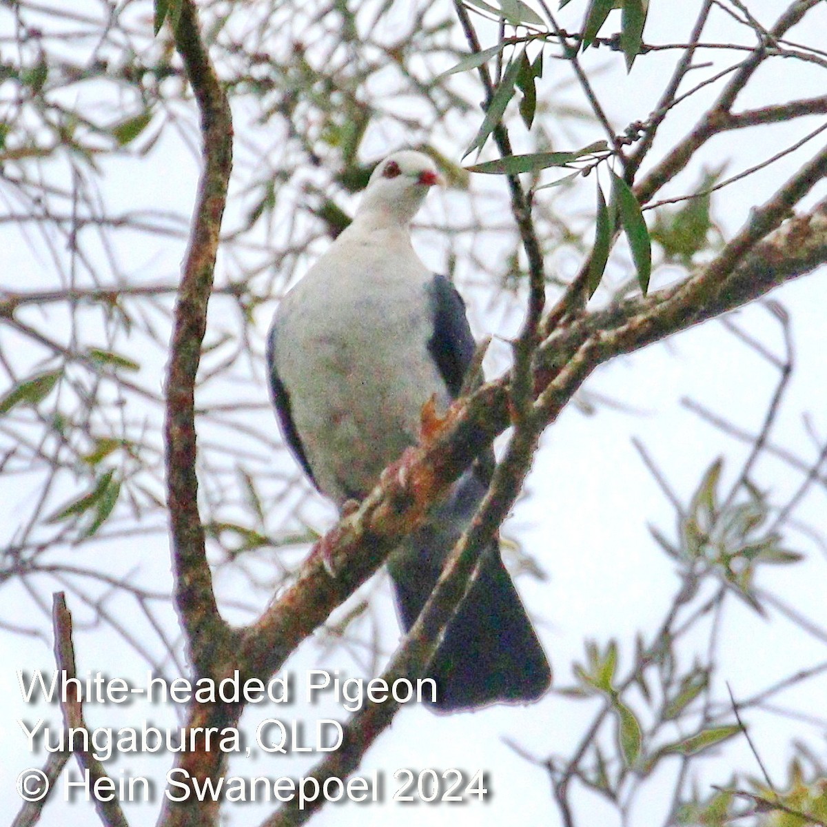 White-headed Pigeon - Hendrik Swanepoel