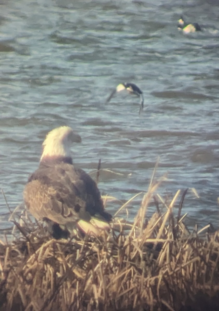 Bald Eagle - ML615937617