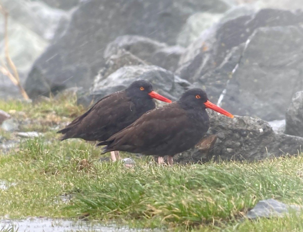 Black Oystercatcher - ML615937622