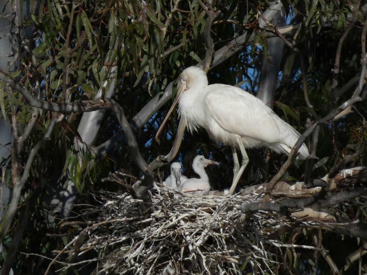 Yellow-billed Spoonbill - ML615937628