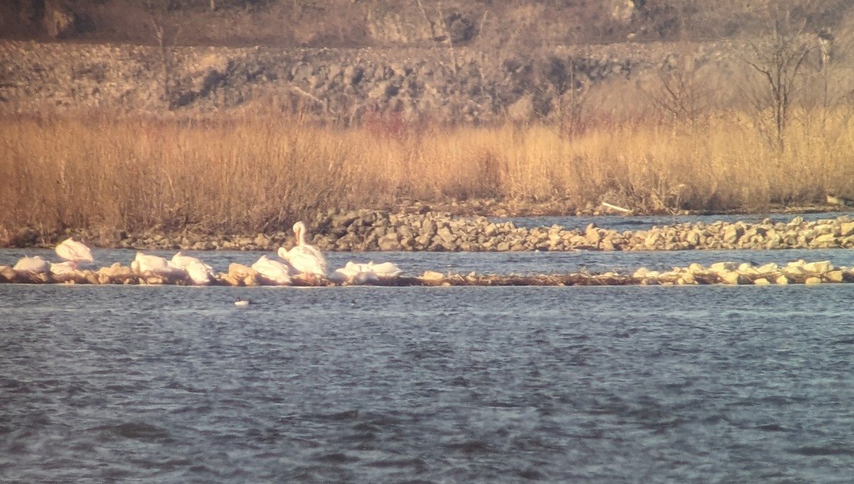 American White Pelican - ML615937629