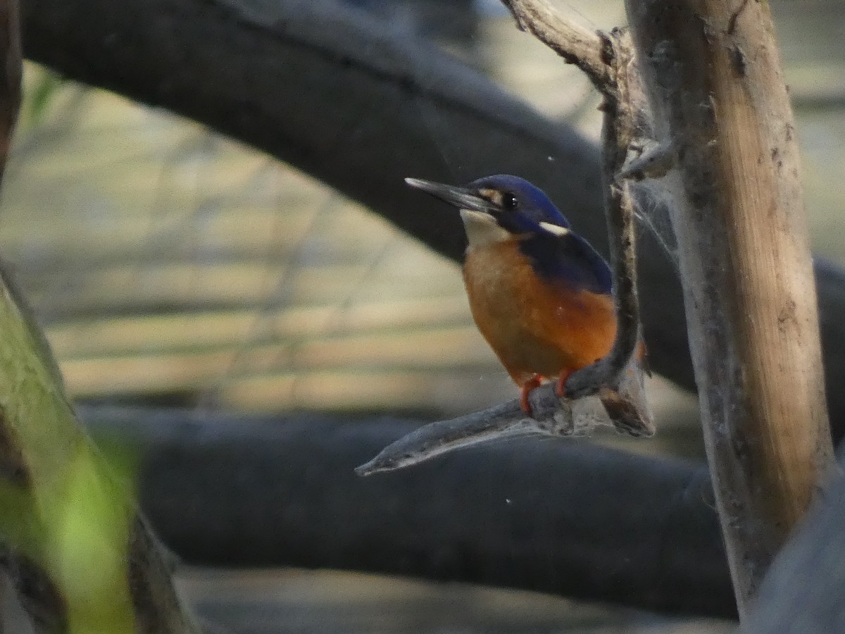 Azure Kingfisher - ML615937645