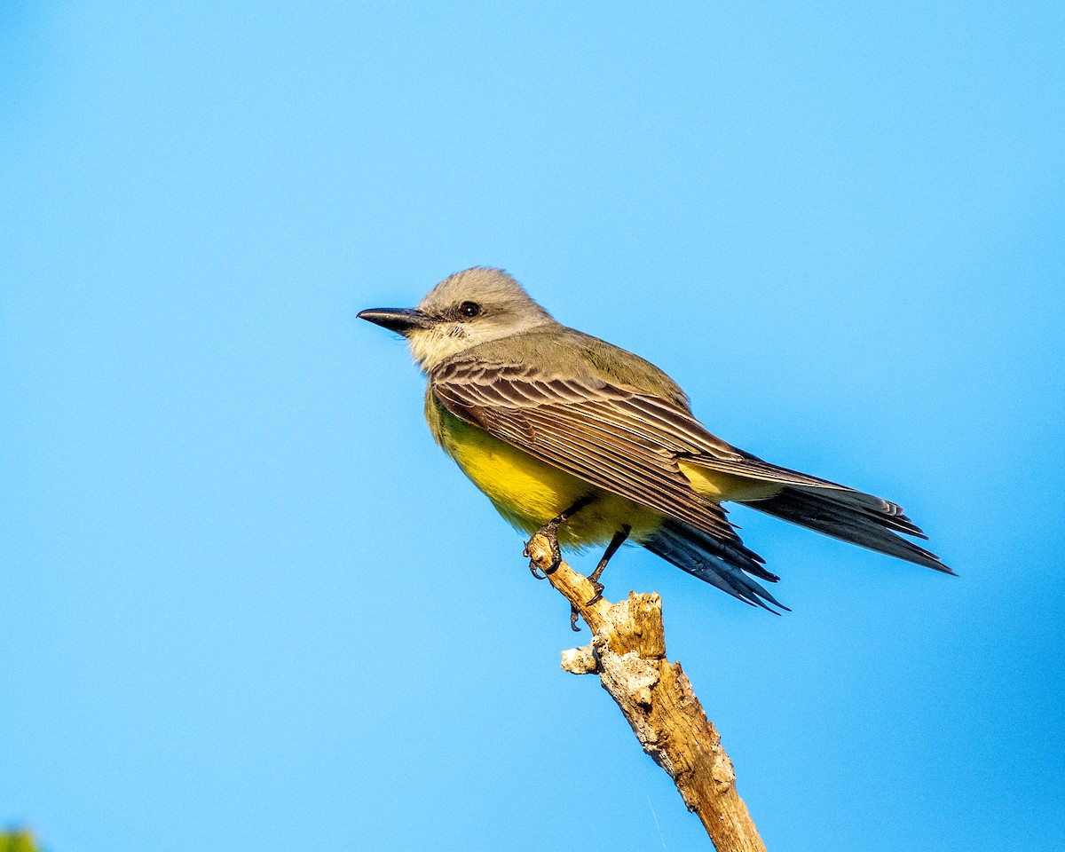 Couch's Kingbird - ML615937646