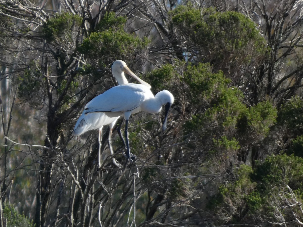 Royal Spoonbill - Eneko Azkue