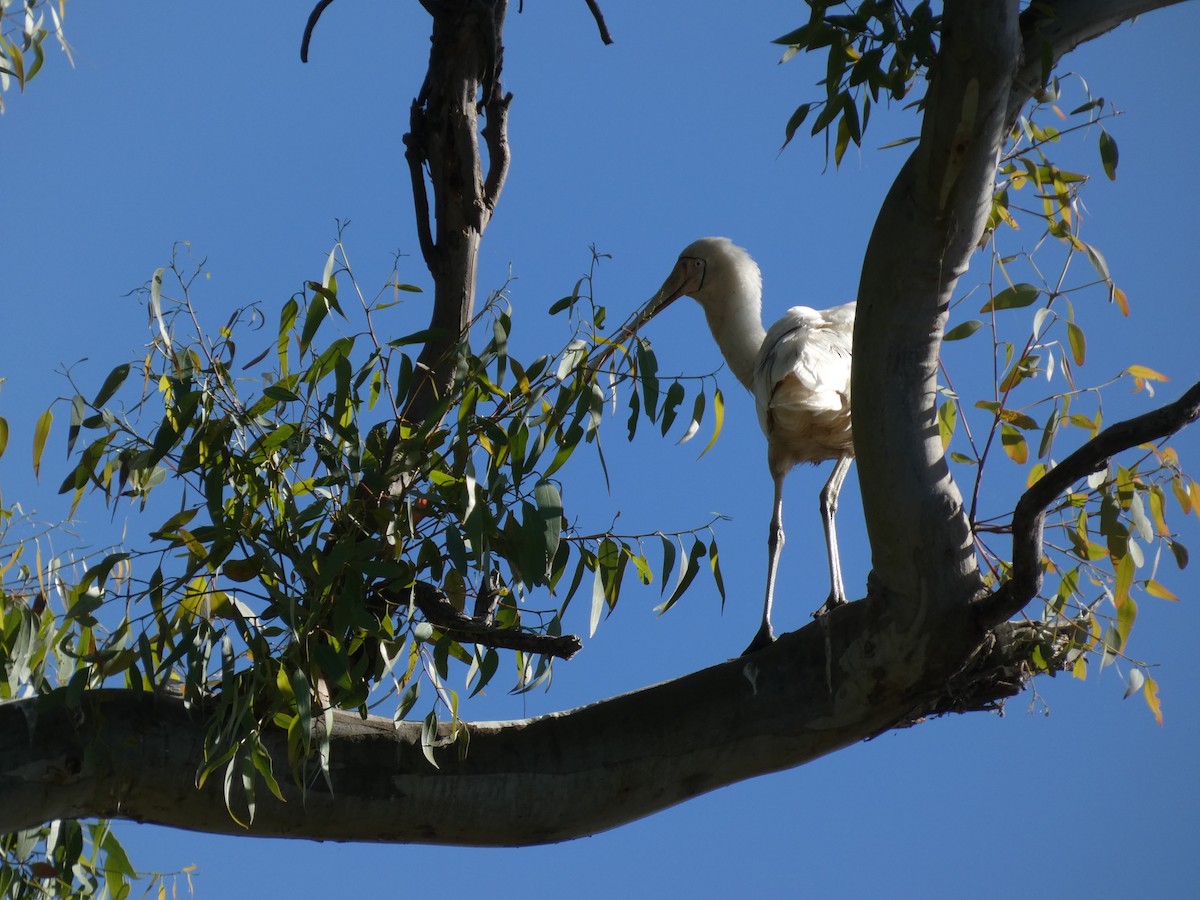 Yellow-billed Spoonbill - ML615937657