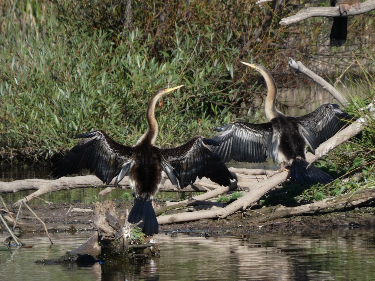 Australasian Darter - Eneko Azkue