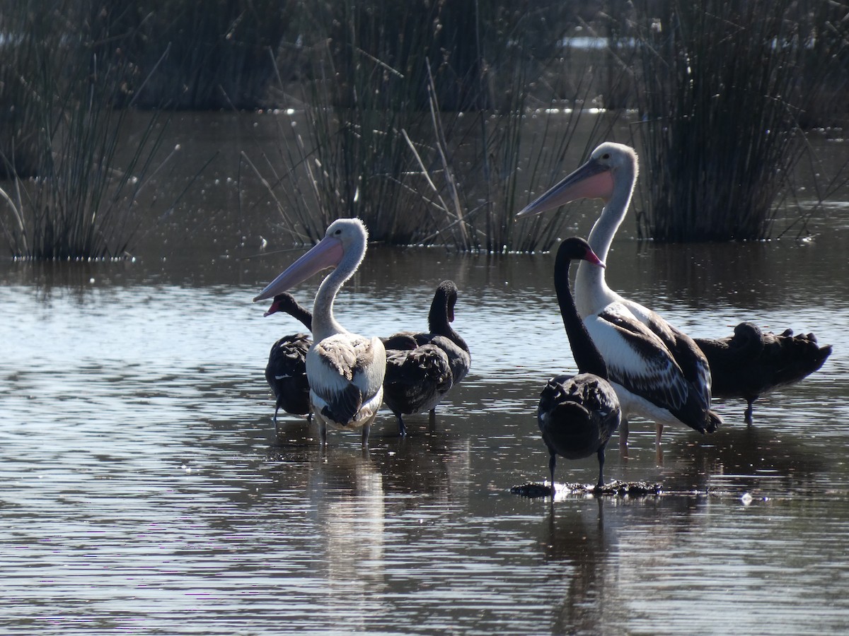 Australian Pelican - ML615937673