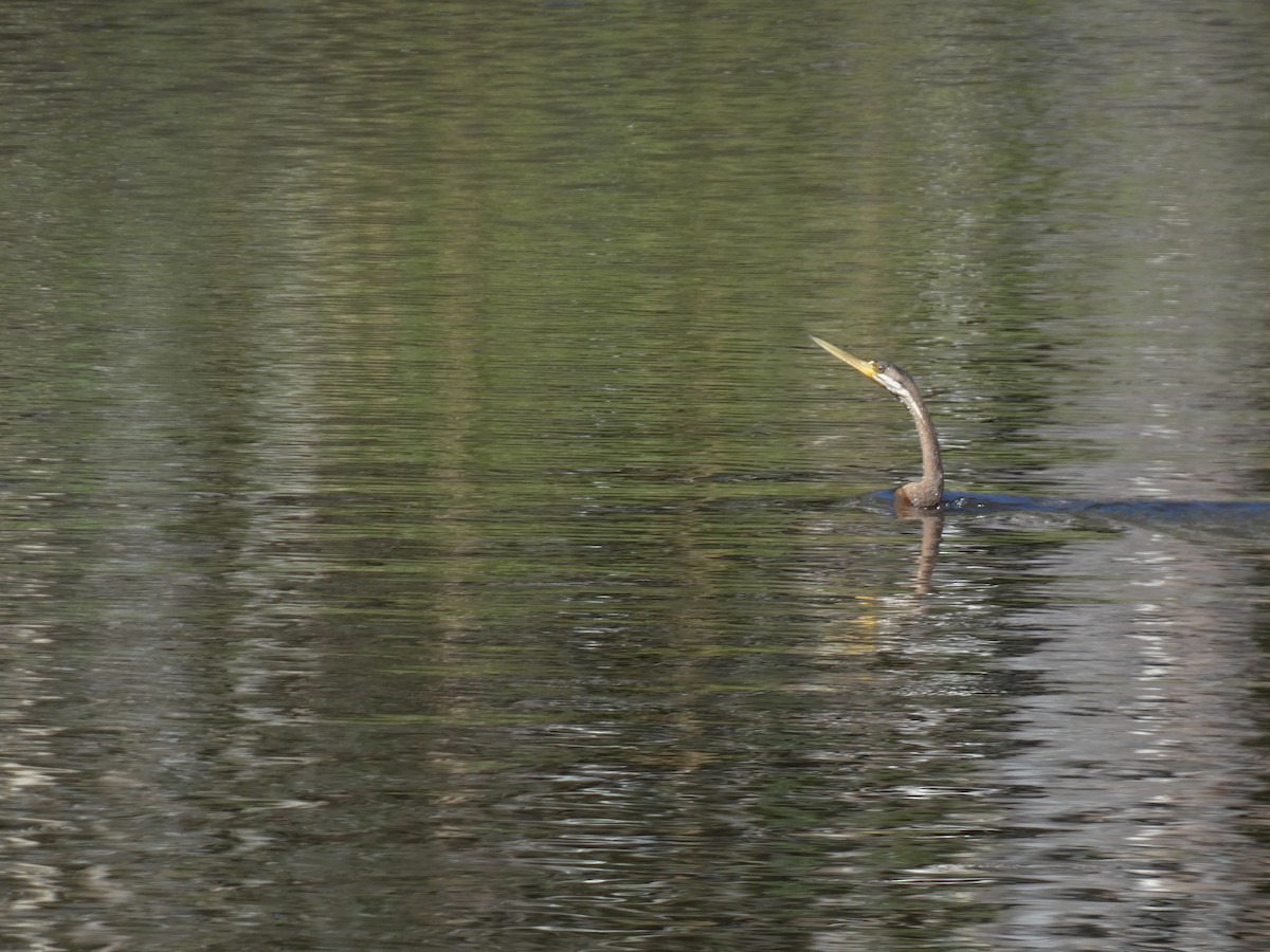 Australasian Darter - Eneko Azkue