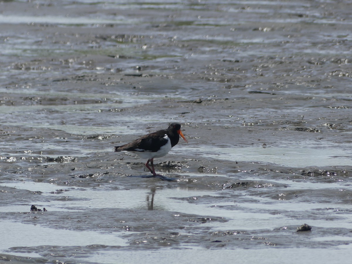 Pied Oystercatcher - Andrew Sides