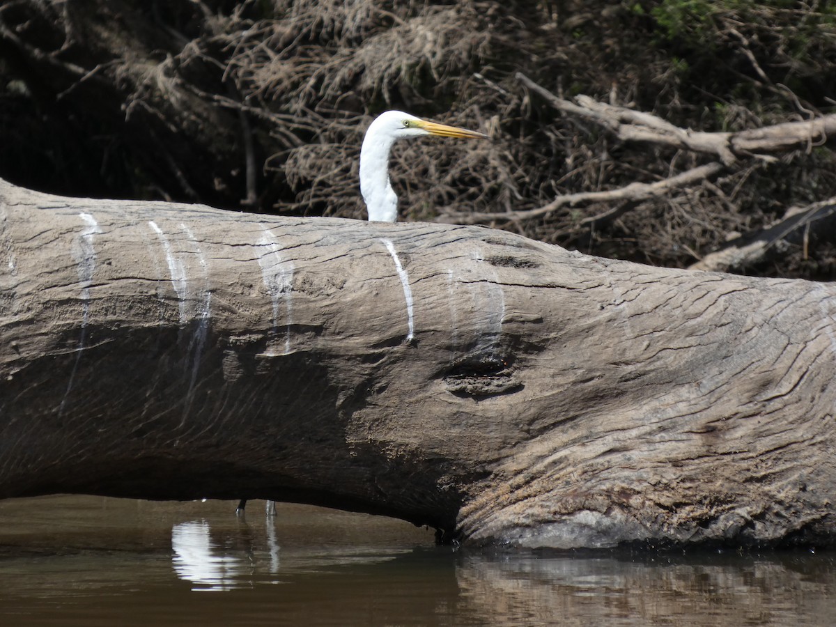 Great Egret - Eneko Azkue