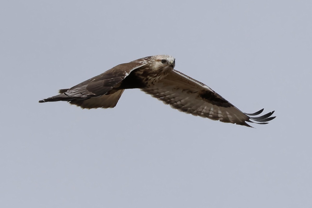 Rough-legged Hawk - Steve Parker