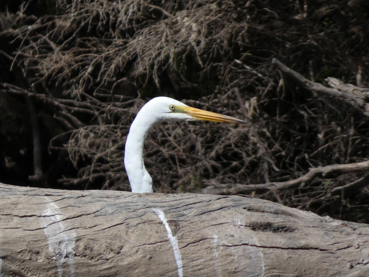 Great Egret - Eneko Azkue