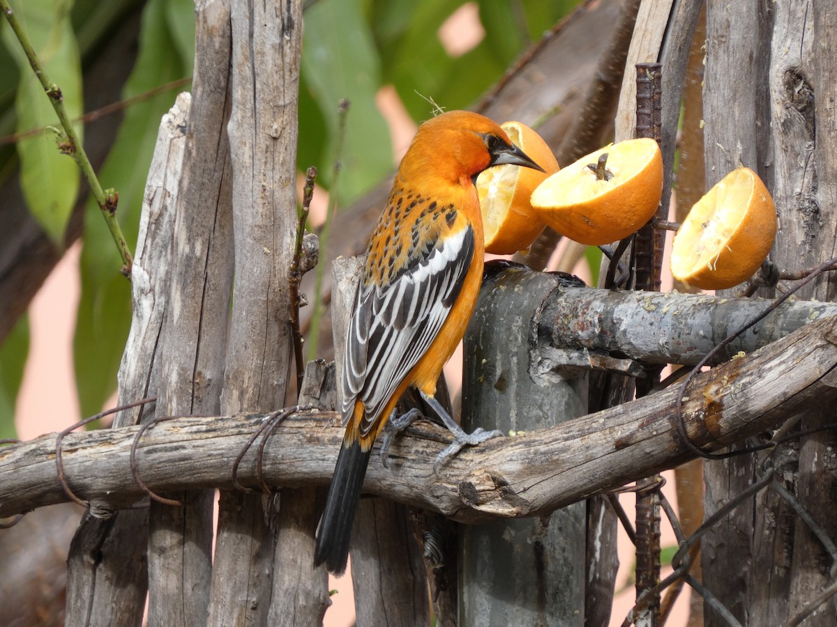 Streak-backed Oriole - ML615937789