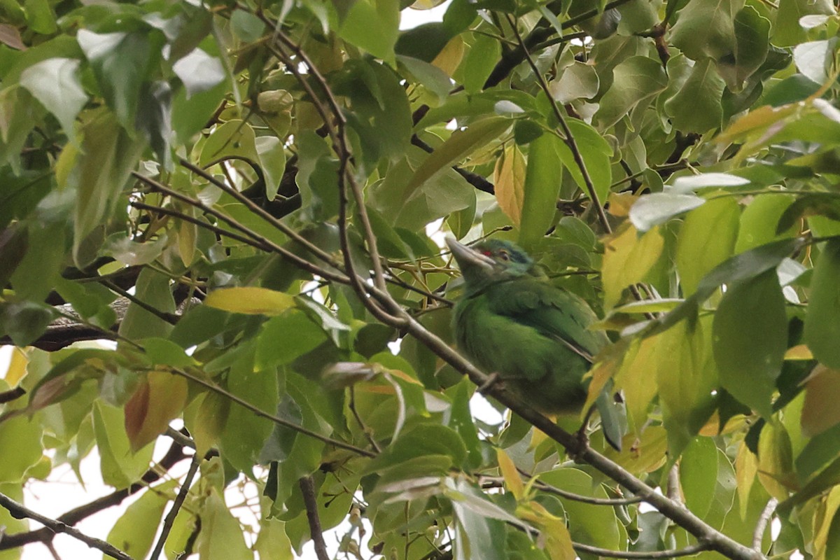 Moustached Barbet - Fernanda Araujo