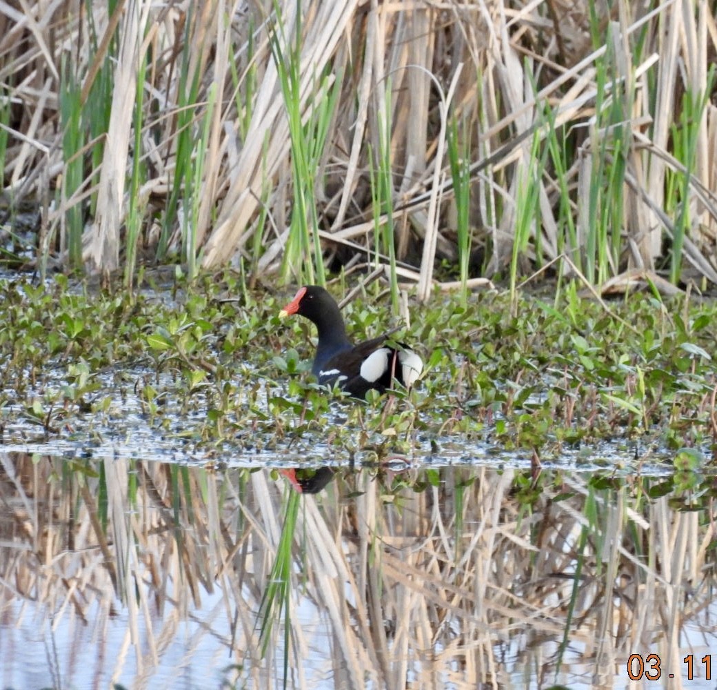 Common Gallinule - Matt Rivers