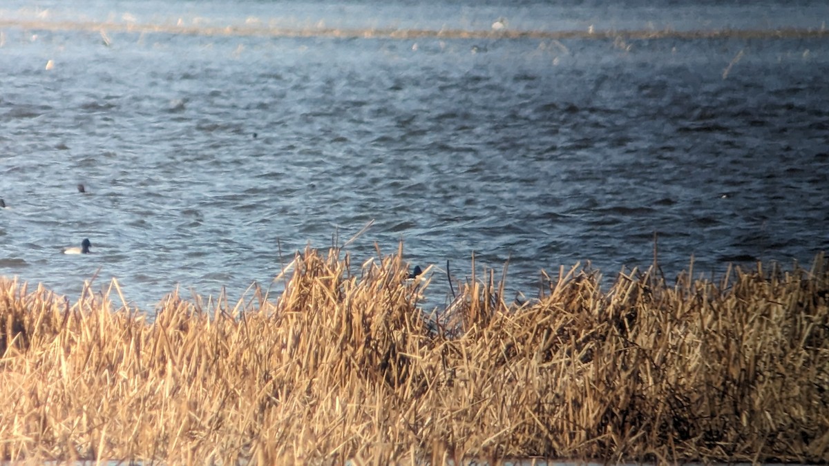 Lesser Scaup - ML615937820