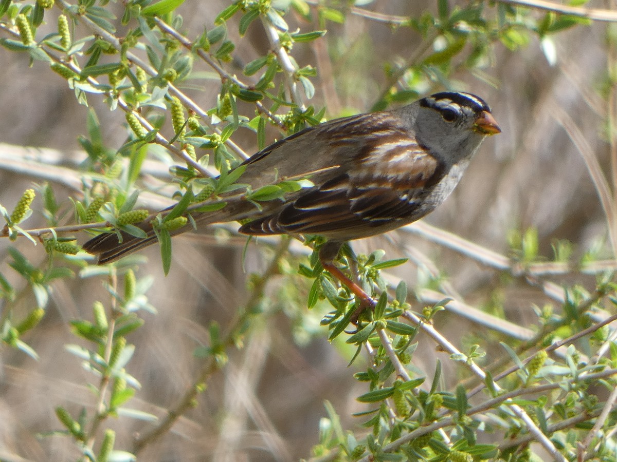 White-crowned Sparrow - Joanna Eckles