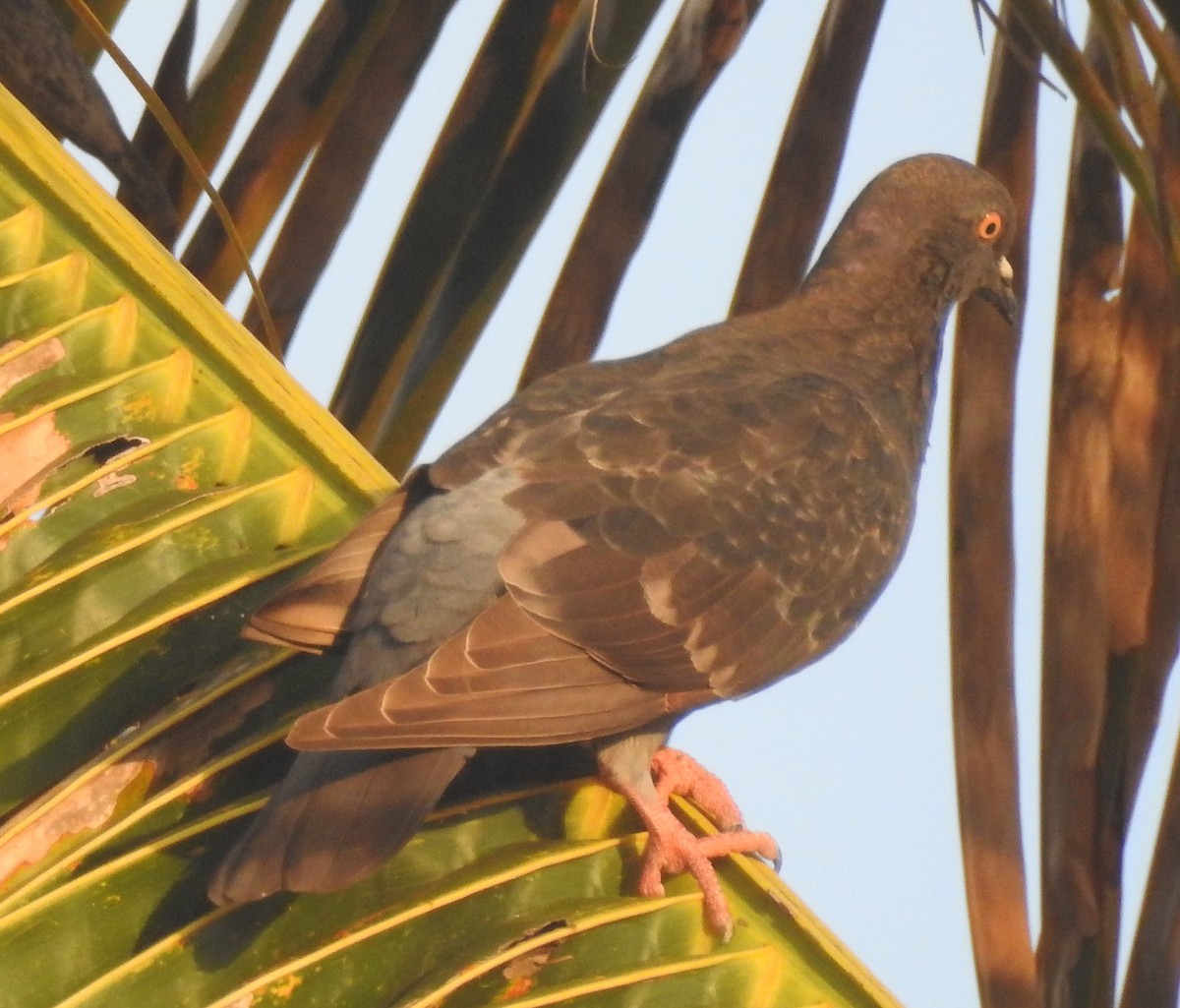 Rock Pigeon (Feral Pigeon) - ML615937869