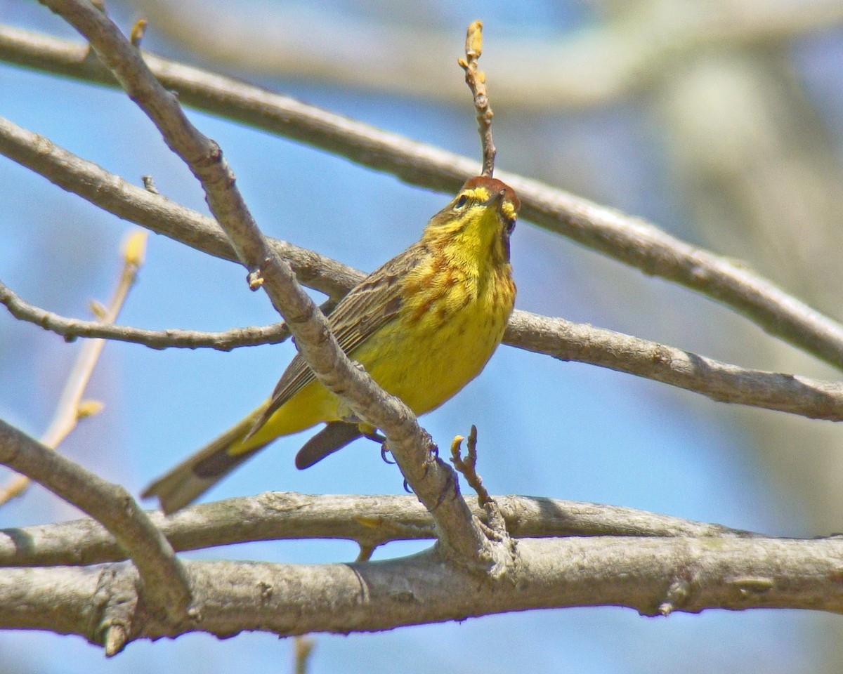 Palm Warbler - ML615937899