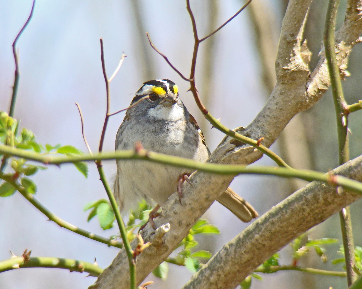 White-throated Sparrow - ML615937915