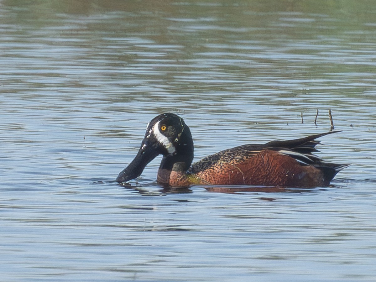 Cinnamon Teal x Northern Shoveler (hybrid) - ML615937916