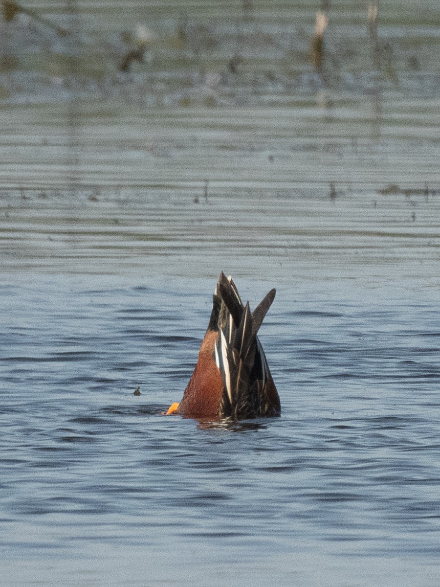 Cinnamon Teal x Northern Shoveler (hybrid) - ML615937919