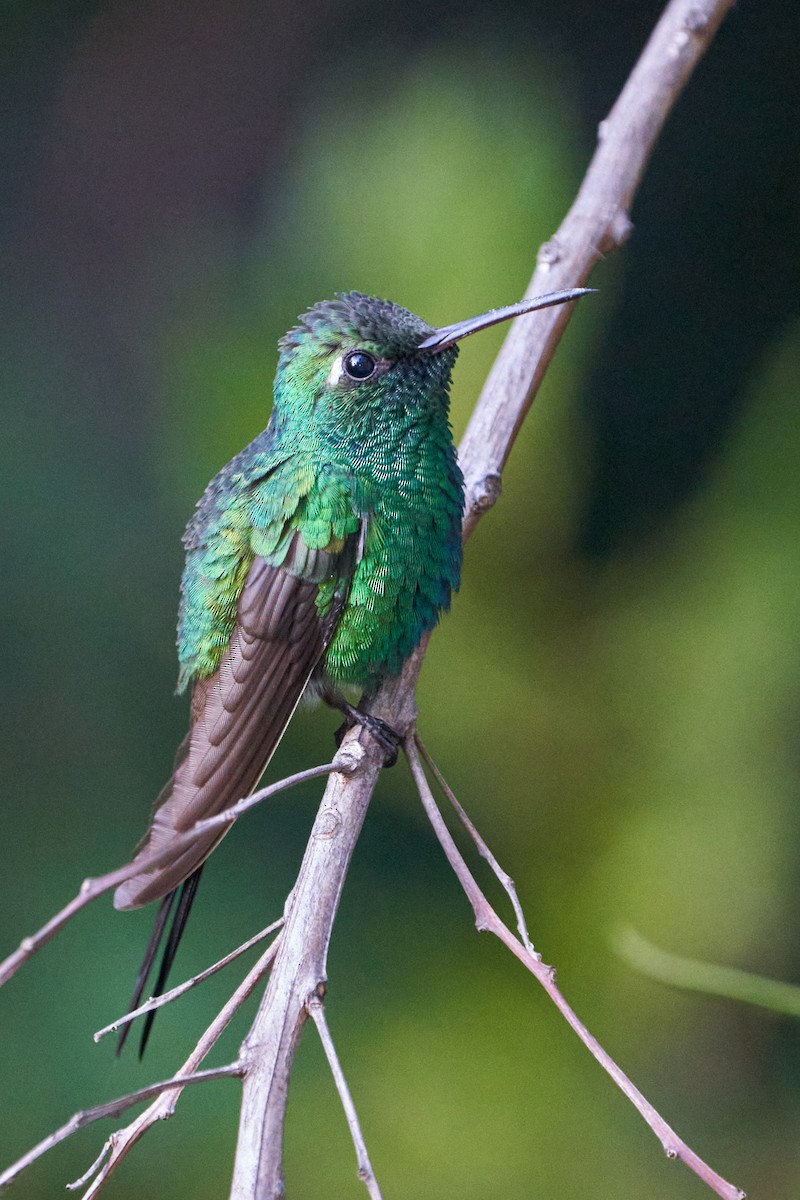 Cuban Emerald - ML615937941